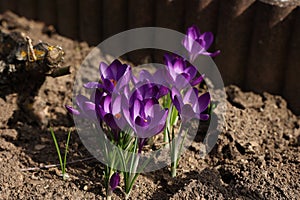 Group of crocuses in spring in the city park