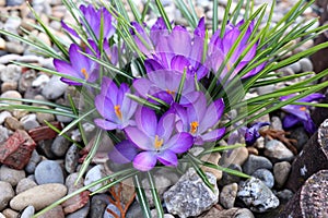 Group of crocuses in spring in the city park