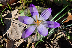 Group of crocuses in spring in the city park