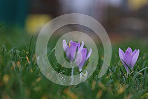 Group of crocuses in spring in the city park