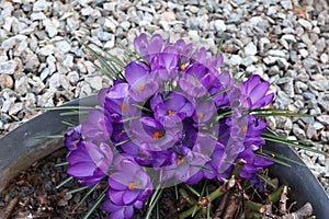 Group of crocuses in spring in the city park