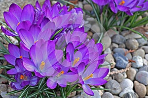 Group of crocuses in spring in the city park