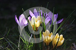 Group of crocusses in spring