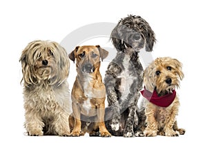 Group of Crossbreed