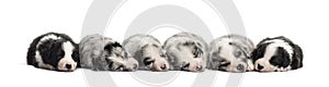 Group of crossbreed puppies sleeping isolated on white