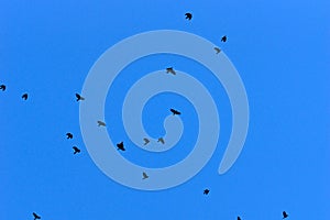Group of crows flying against a deep blue sky