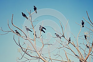 Group of crows sitting on the bare branches