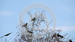 Group of crows on the tree at winter