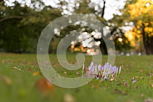 A group of crucuses in the grass