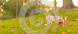 A group of crucuses in the grass