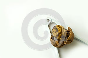 Crushed walnut in nutcracker. close-up on a white background