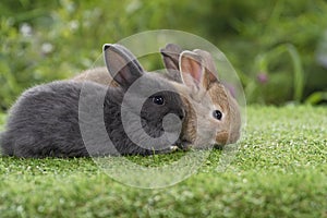 Group of cuddly furry rabbit bunny sitting and lying down together on green grass natural background. Baby fluffy rabbit black,