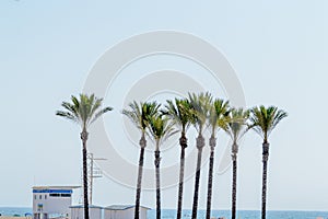 Group of cups of palm tree on the beach of Roquetas de Mar. August 14, 2019. Roquetas de Mar Almeria. Spain. Travel Tourism