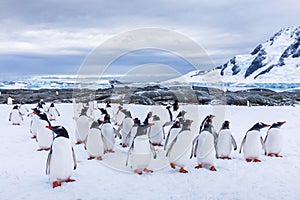 Group of curious Gentoo Penguin staring at camera in Antarctica, creche or waddle of juvenile seabird on glacier, colony in