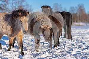 Group of curious Icelandic horse foals in winter sunlight