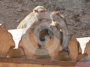 Group of curious monkeys touching the decorated crenels of Agra Fort in India