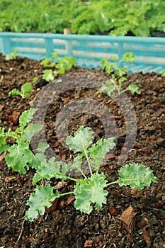 Group of Curly Kales Growing in a Greenhouse