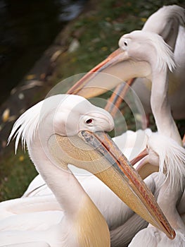 Group of curly pelicans closeup