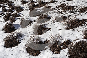 Cut shrubs in a snowy garden in winter