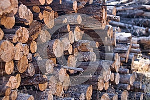 Group of cut and stacked logs ready for transport. Concept exploitation, natural resources, wood, trees, environment