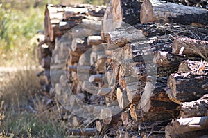 Group of cut and stacked logs ready for transport. Concept exploitation, natural resources, wood, trees, environment