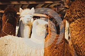 Group of cute alpacas outside of farm on sunny day