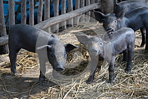 Group Cute baby black pig in pigpen.