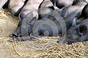 Group Cute baby black pig sleeping in pigpen.