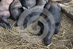 Group Cute baby black pig sleeping in pigpen.
