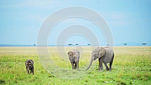 Group of cute baby Elephants walking towards camera playfully, African Wildlife in Maasai Mara Natio