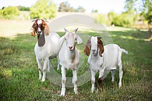 Group of cute baby goats in a grassy field at the time of pasture