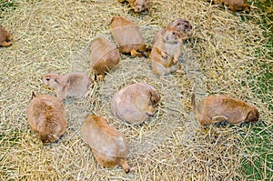 A group of Cute brown Prairie Dog get feeding with Straw.
