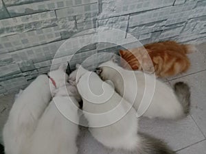 a group of cute cats eating