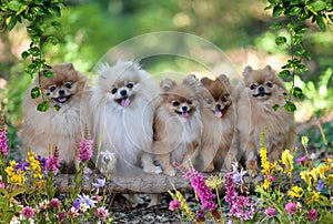 Group of cute and cheerful pomeranian puppies running around in a lush green garden