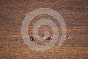 Group of cute deers wandering in the Gates of the Arctic National Park