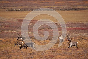 Group of cute deers wandering in the Gates of the Arctic National Park