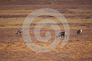 Group of cute deers wandering in the Gates of the Arctic National Park