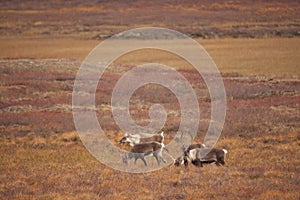 Group of cute deers wandering in the Gates of the Arctic National Park
