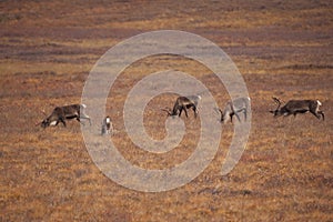 Group of cute deers wandering in the Gates of the Arctic National Park