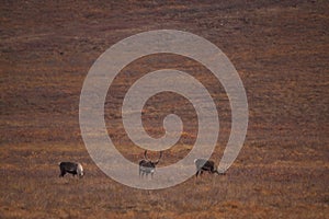 Group of cute deers wandering in the Gates of the Arctic National Park