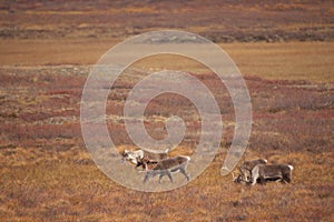 Group of cute deers wandering in the Gates of the Arctic National Park