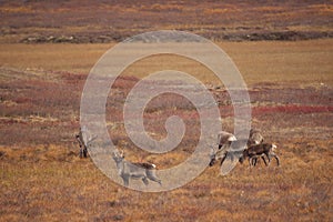 Group of cute deers wandering in the Gates of the Arctic National Park