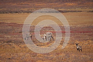 Group of cute deers wandering in the Gates of the Arctic National Park