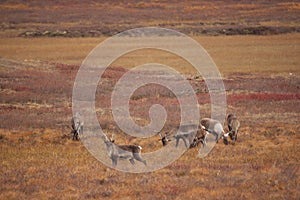 Group of cute deers wandering in the Gates of the Arctic National Park