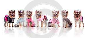 Group of cute dressed yorkshire terriers