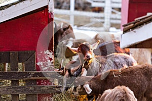 Group of cute dwarf goats eating hay by the barn. Beautiful farm animals at petting zoo