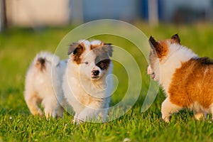 Group of cute elo puppies on the lawn