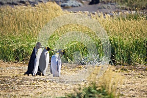 Group of cute Emperor penguins hanging out in the Tierra del Fuego, Patagonia