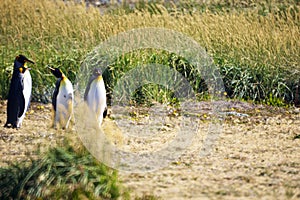 Group of cute Emperor penguins hanging out in the Tierra del Fuego, Patagonia