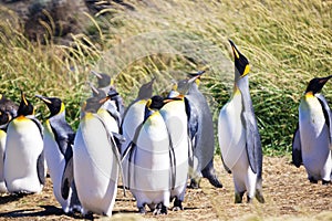 Group of cute Emperor penguins hanging out in the Tierra del Fuego, Patagonia